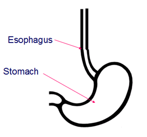 stomach clipart esophagus stomach