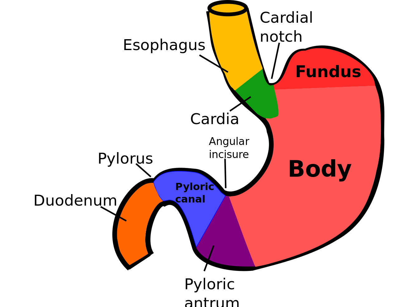 Какие отделы имеет желудок. Строение желудка кардиальная вырезка. Желудок кардиальный отдел желудка. Пилорический отдел желудка схема. Кардиальная часть желудка анатомия.