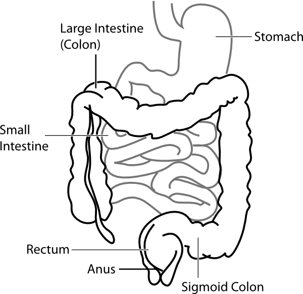 Stomach human intestine