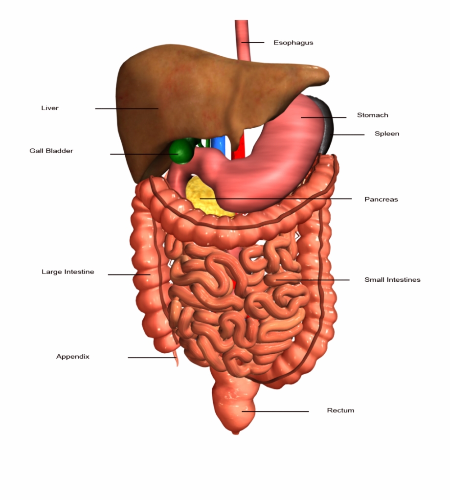 stomach clipart human intestine