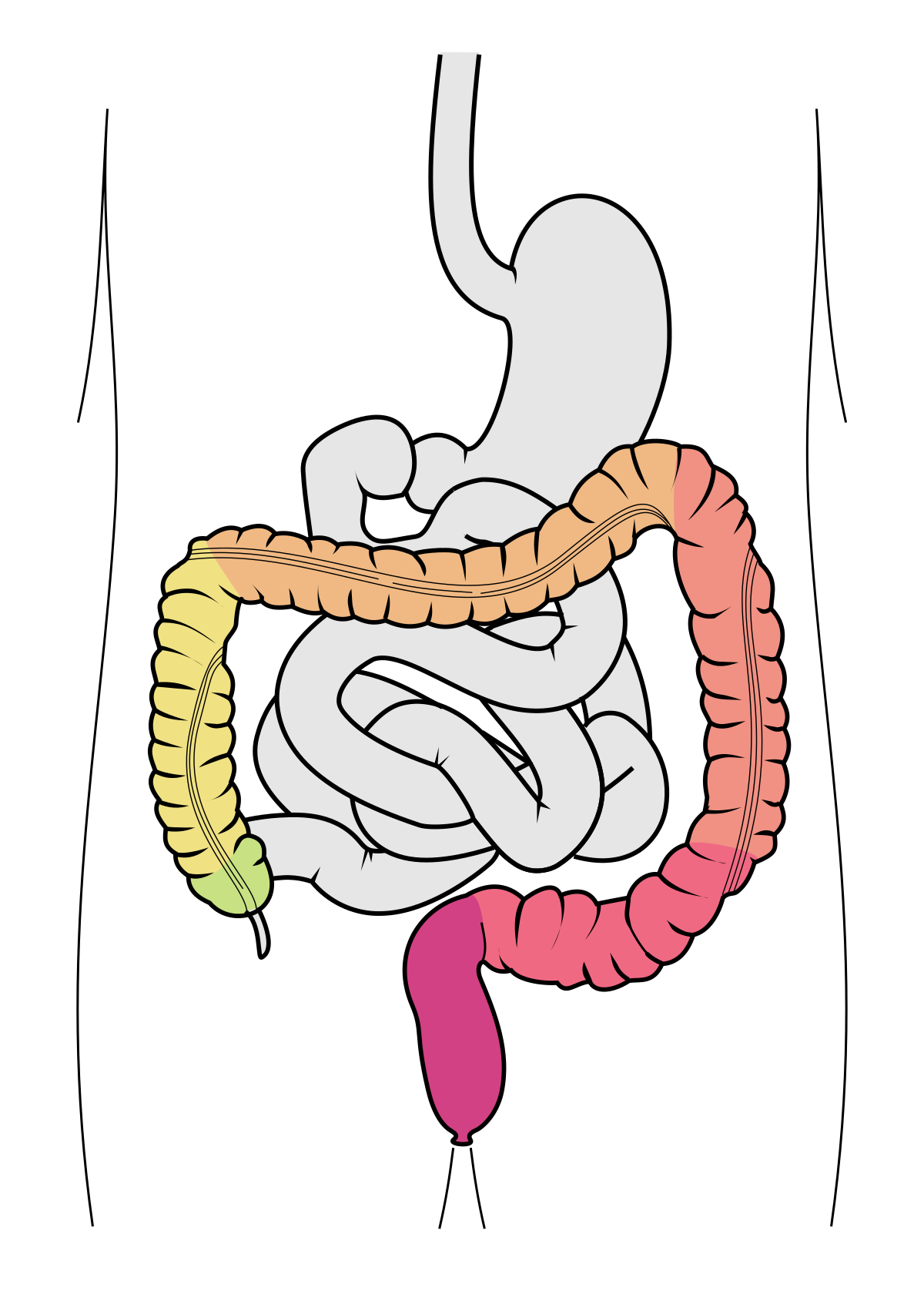 stomach clipart small intestine