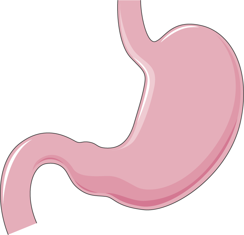 Stomach clipart stomach, Picture #2085019 stomach clipart stomach