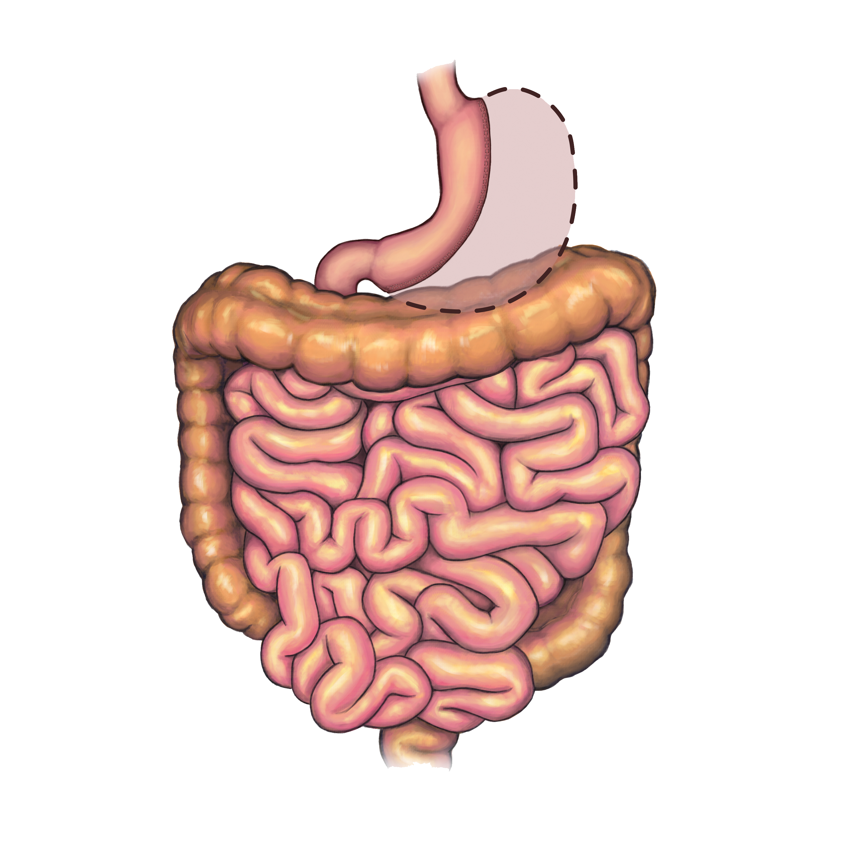 Кишечный тракт. Пищеварительная система кишечник анатомия. Пищеварительная система тонкая кишка. Пищеварительная система (желудок, тонкая, толстая кишка).