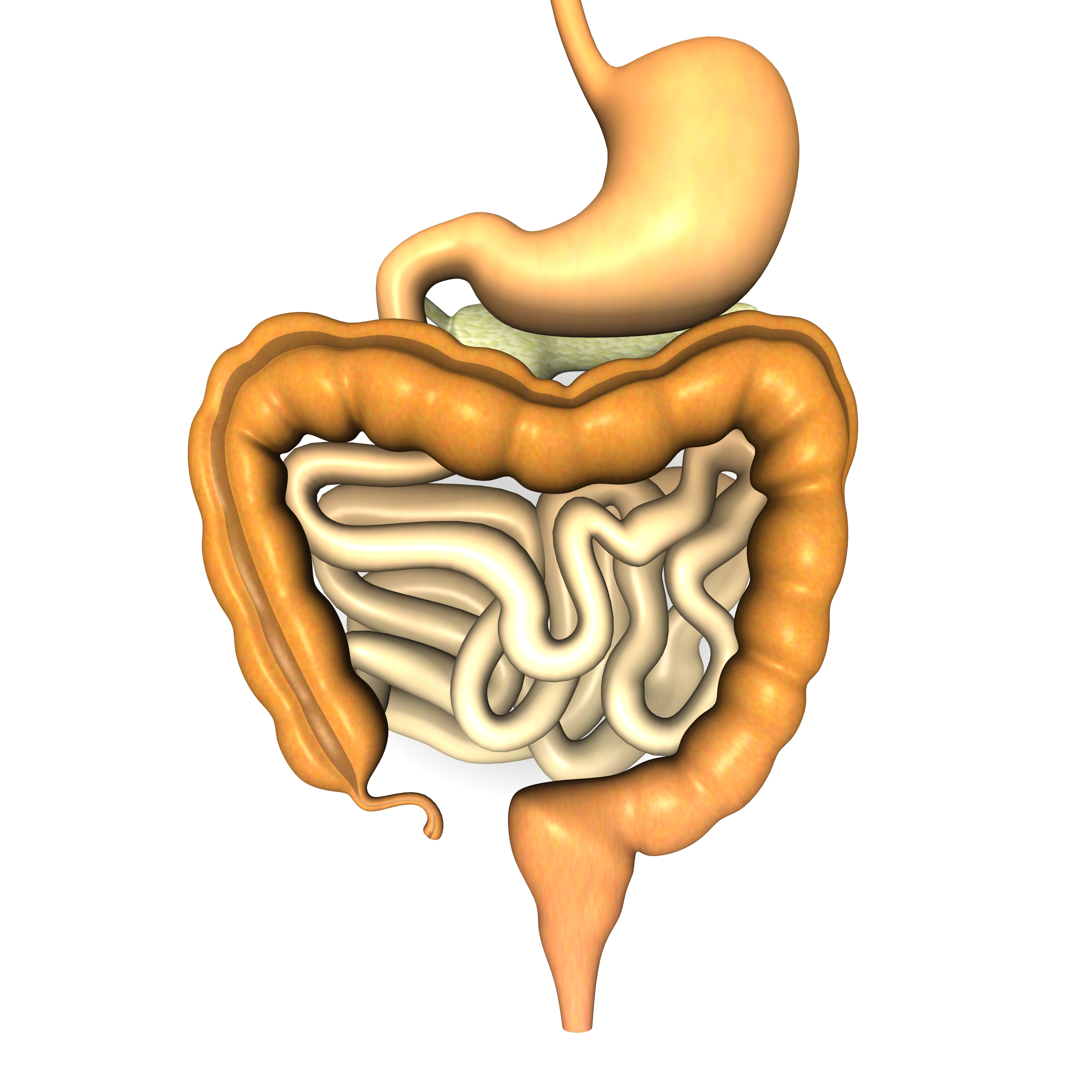 Small bowel obstruction and. Stomach clipart stomach intestine