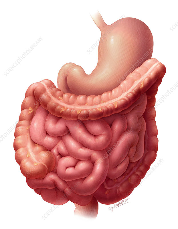 stomach clipart stomach intestine