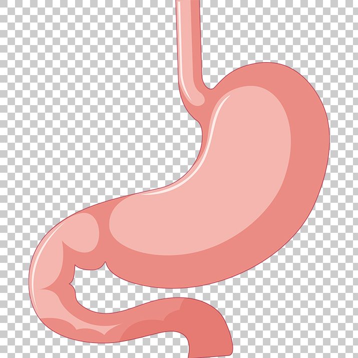 stomach clipart stomach line