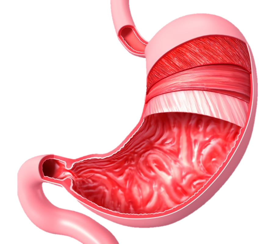 stomach clipart stomach organ