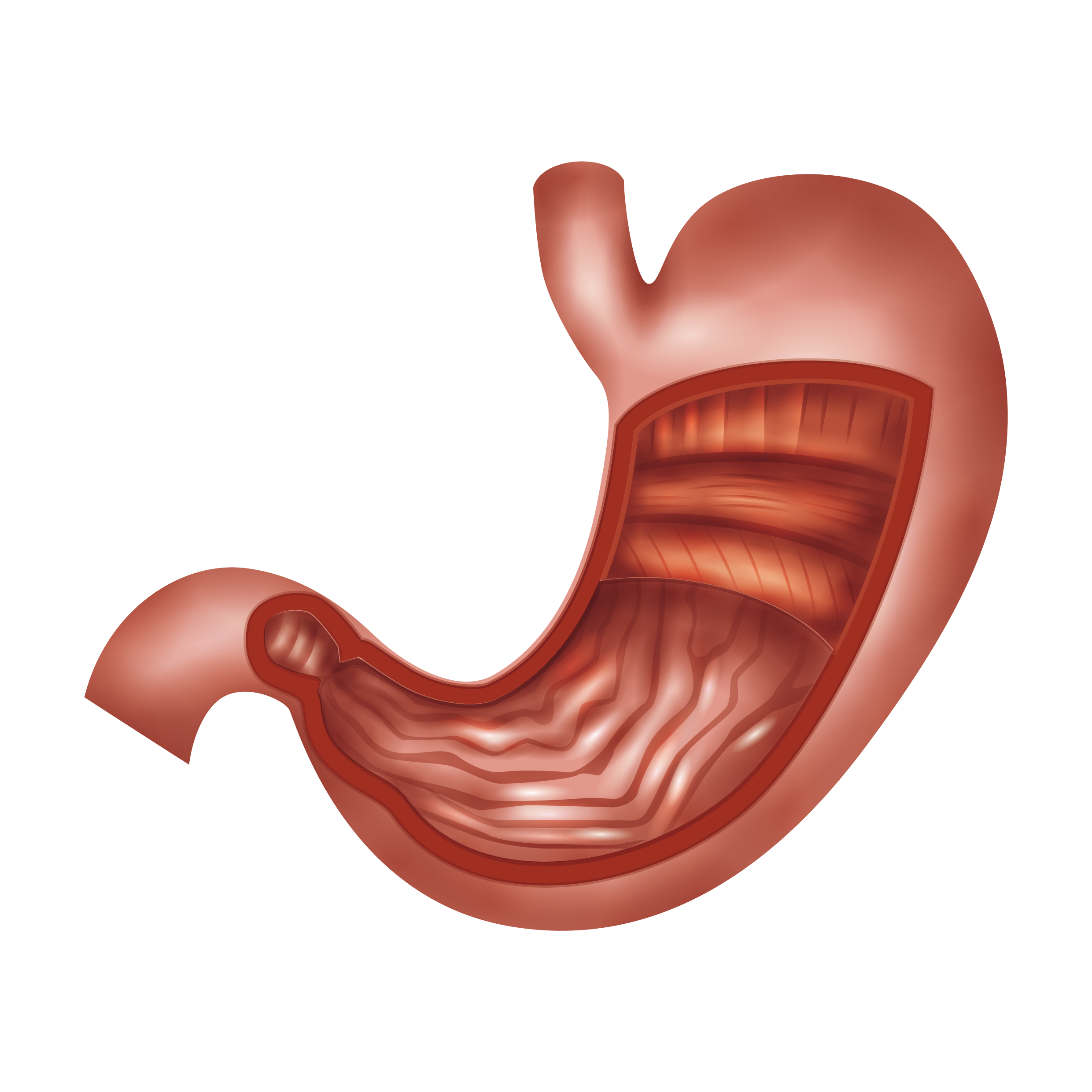 stomach clipart stomach organ