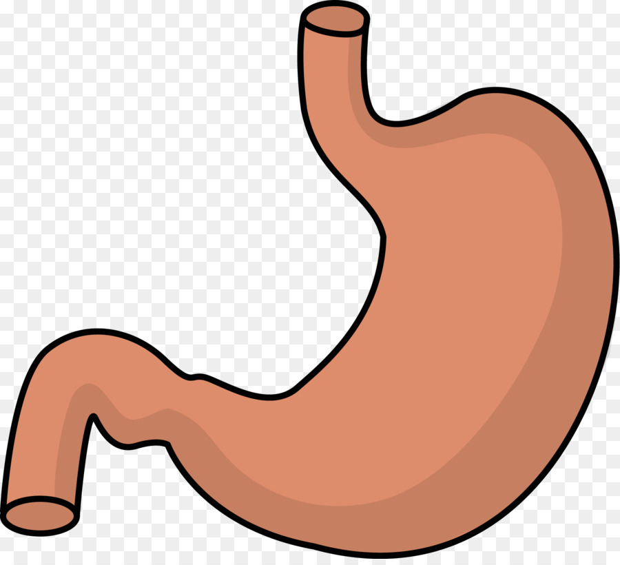 stomach clipart