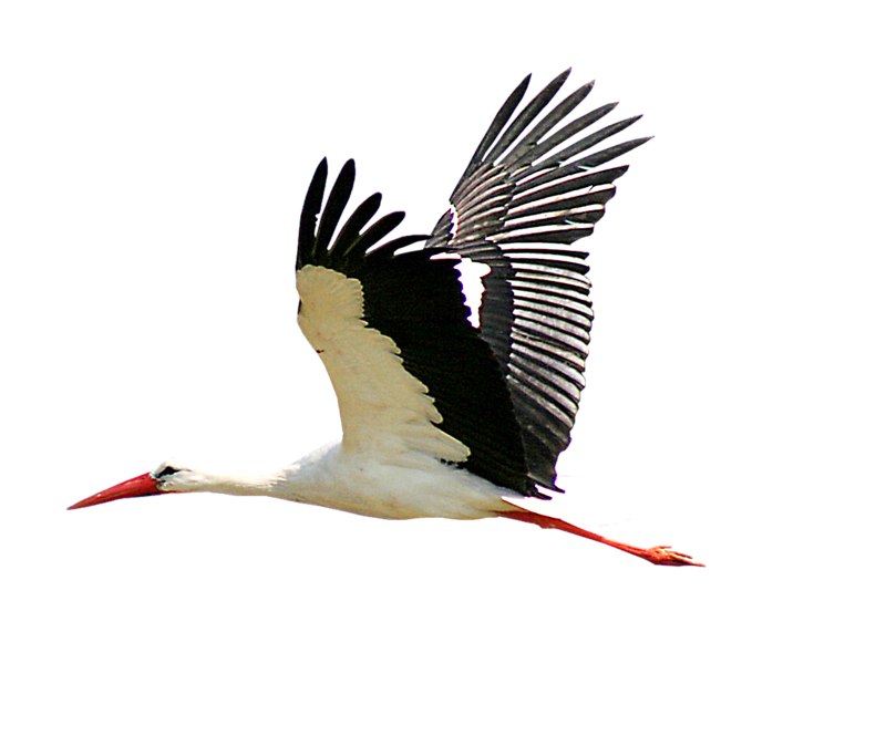 stork clipart heron