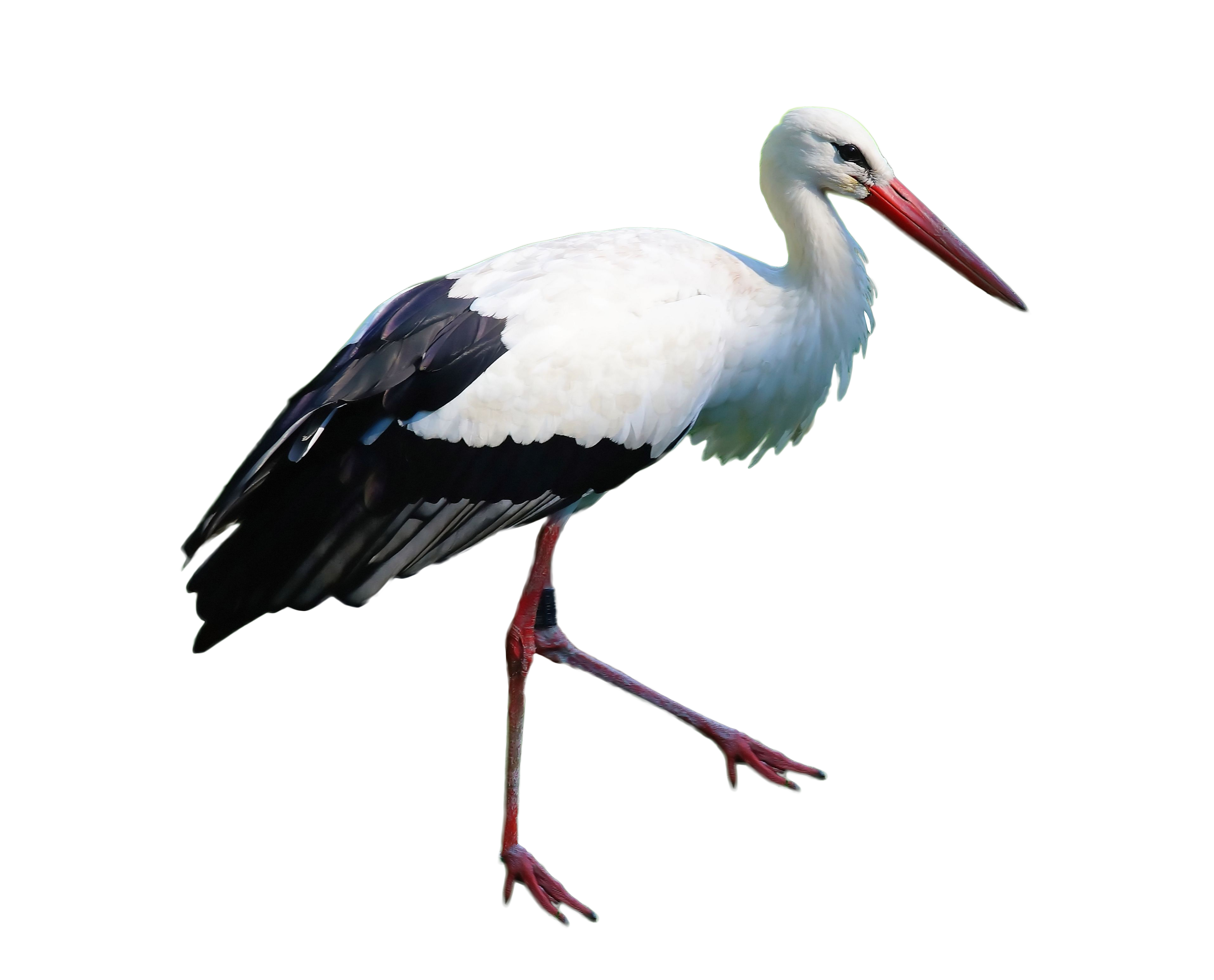 stork clipart standing
