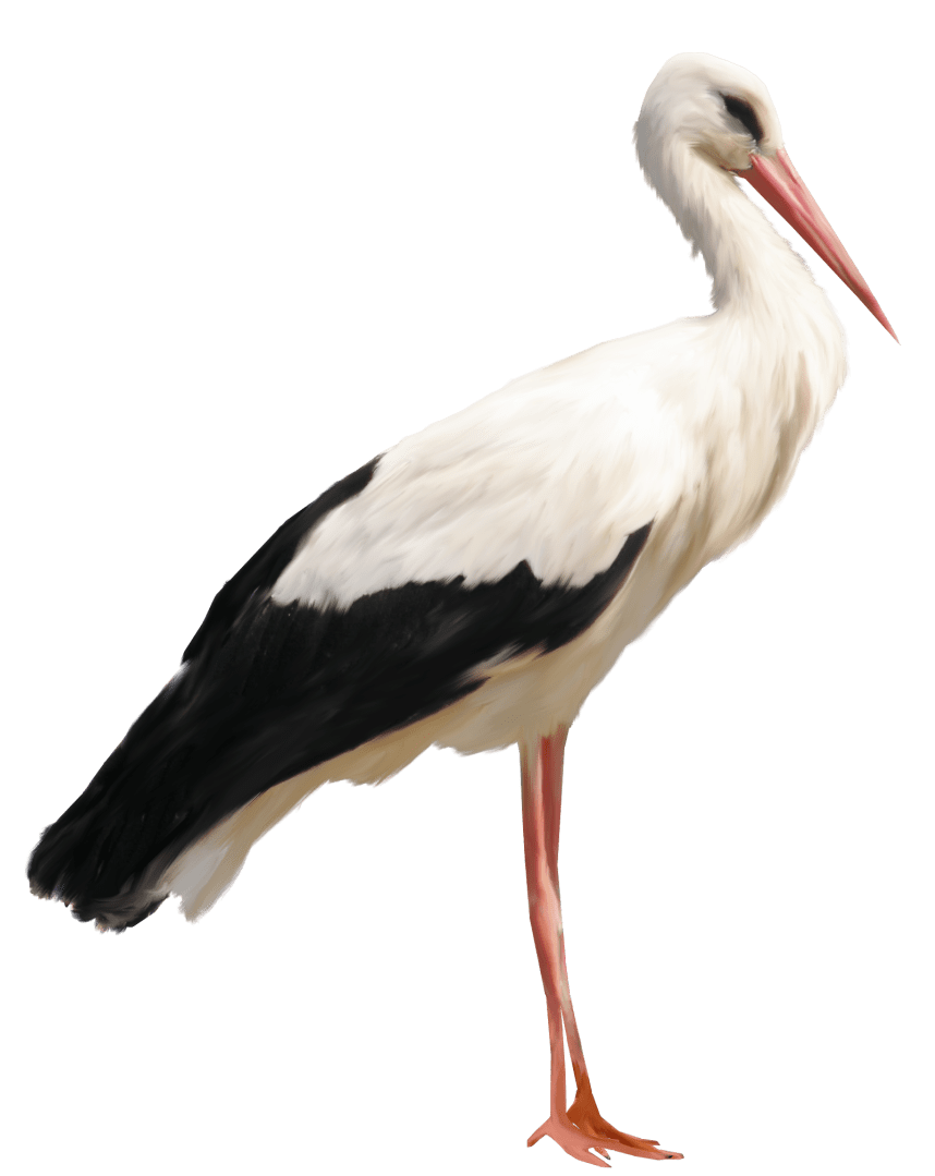 stork clipart standing