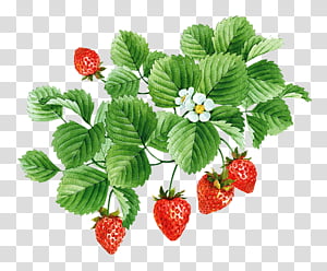 Strawberry fruits transparent background. Strawberries clipart five