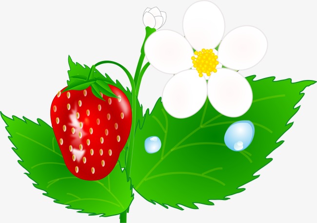 Strawberries clipart five. With flowers red strawberry
