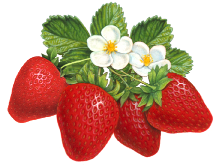 Schneider stock illustrations berries. Strawberries clipart four