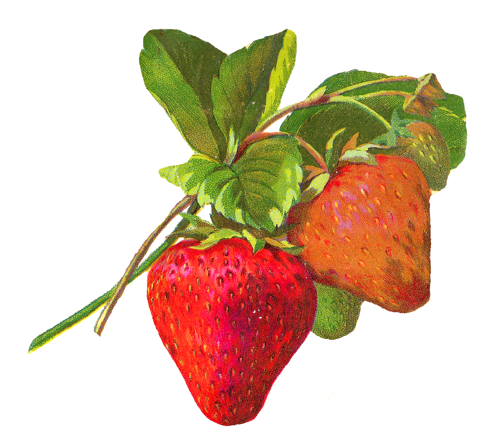 Strawberries clipart fun fruit. Antique images illustrations strawberry
