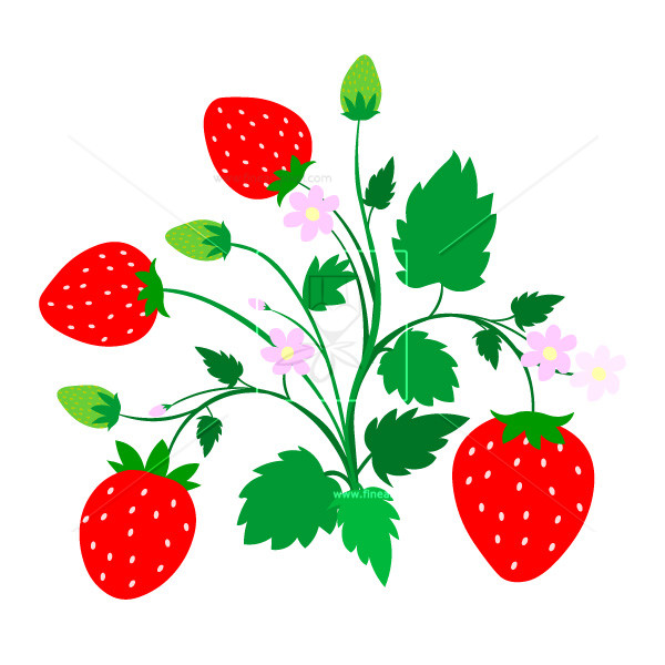 strawberries clipart strawberry plant