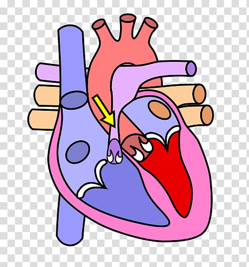 Stress clipart diagram. Heart anatomy human body