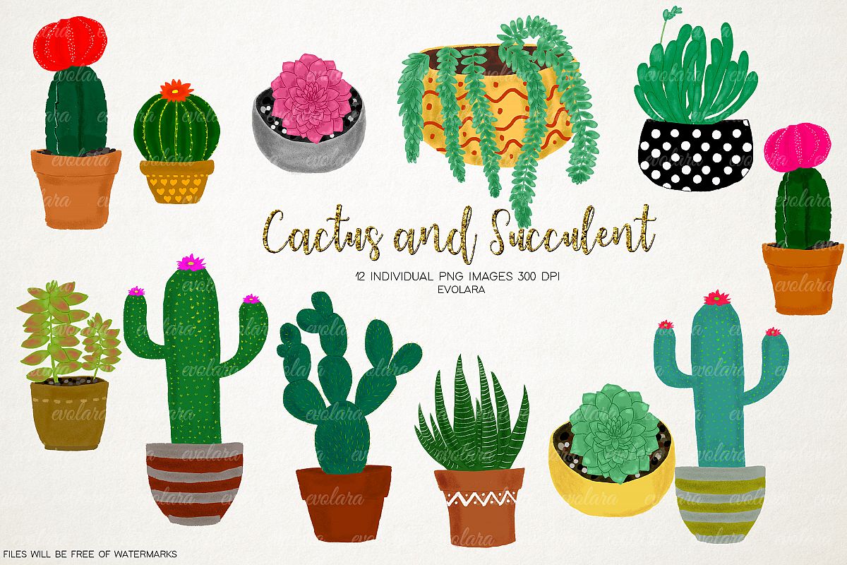 Cactus succulents plant . Succulent clipart boho