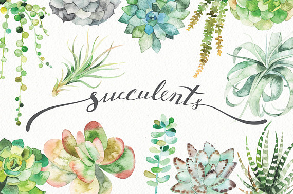 succulent clipart botanical