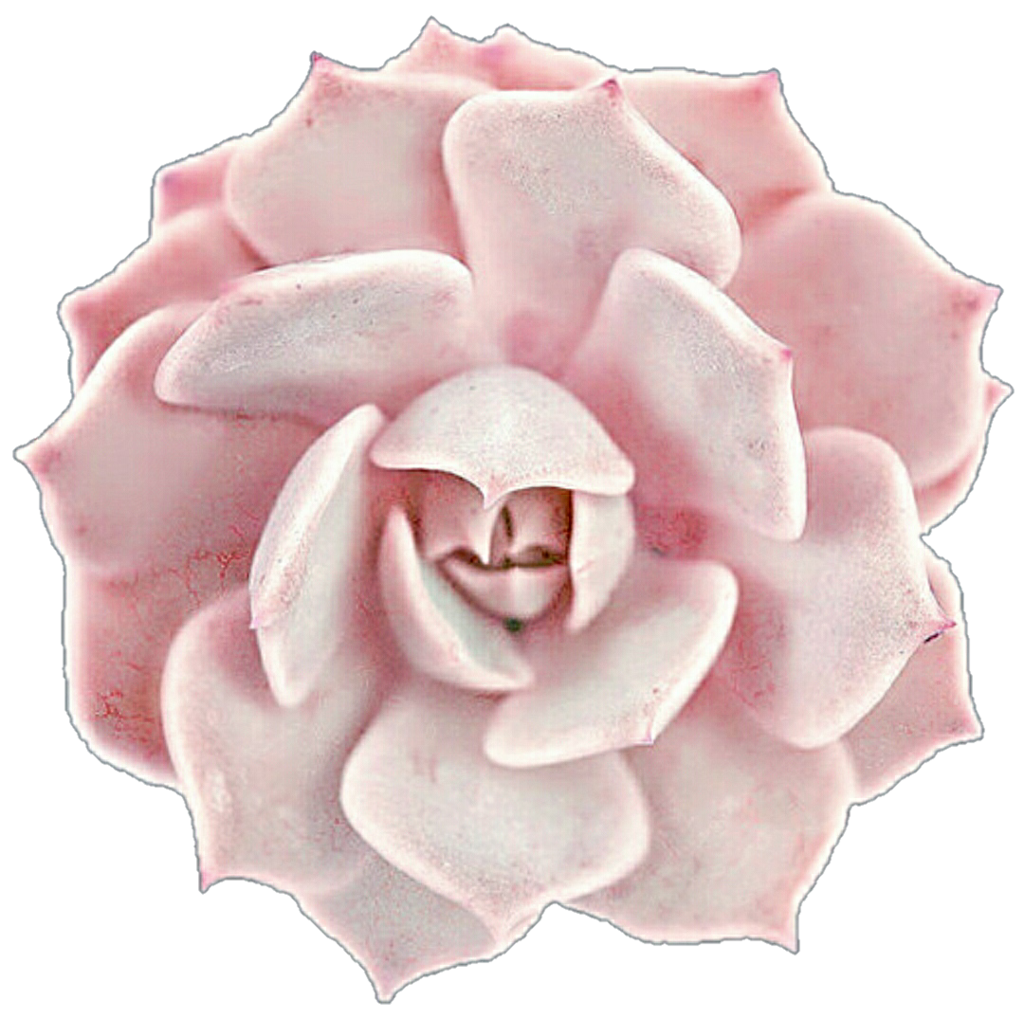Succulent clipart clip art. Creamy pink rose by