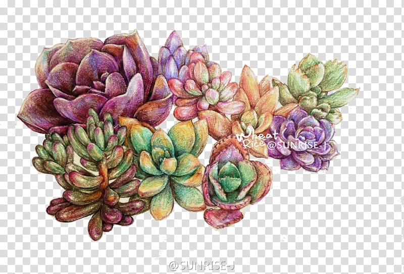 succulent clipart colorful