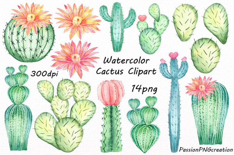 succulent clipart hand painted