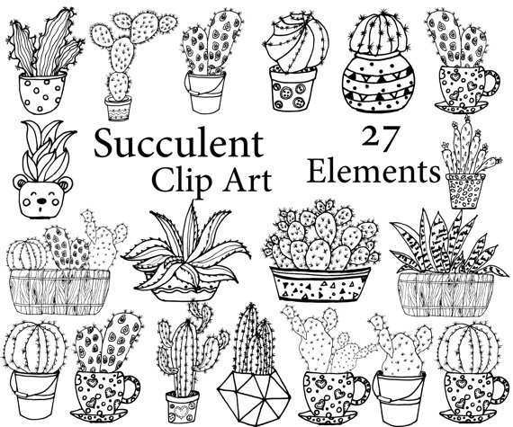 succulent clipart line drawing