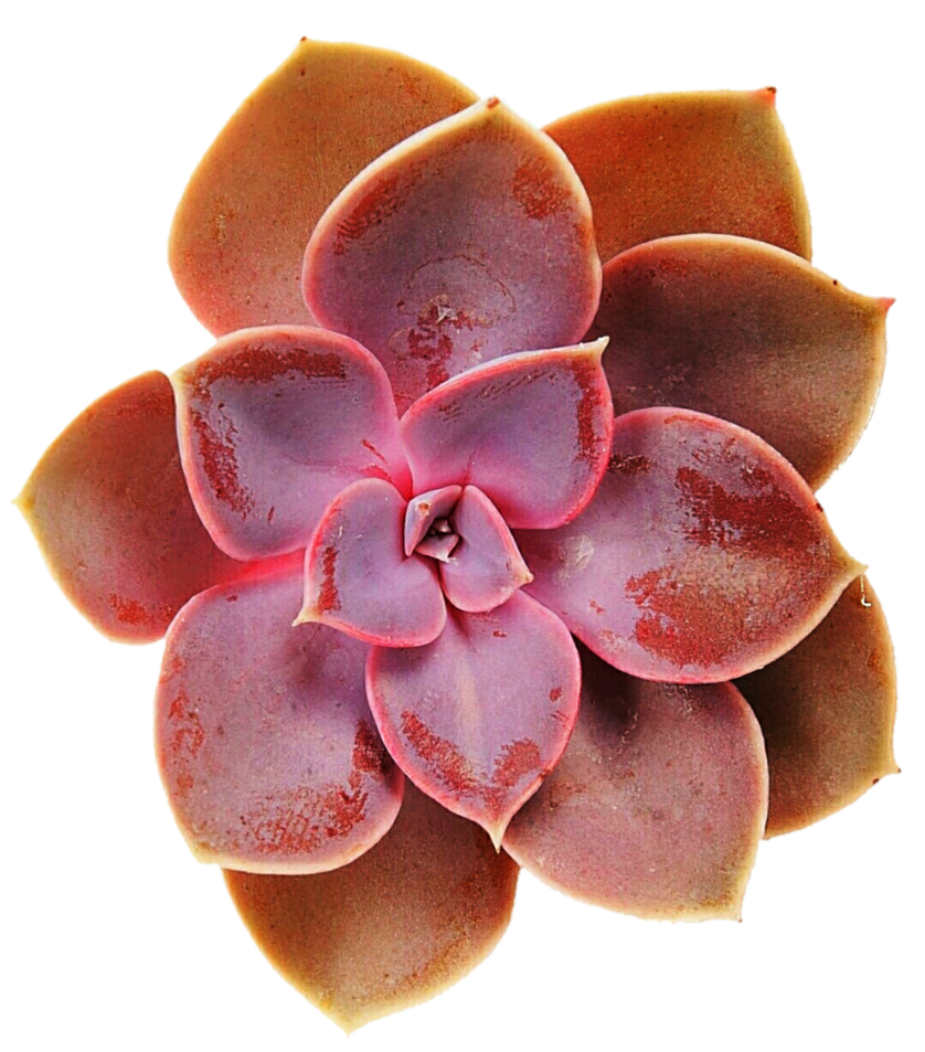 succulent clipart pink succulent