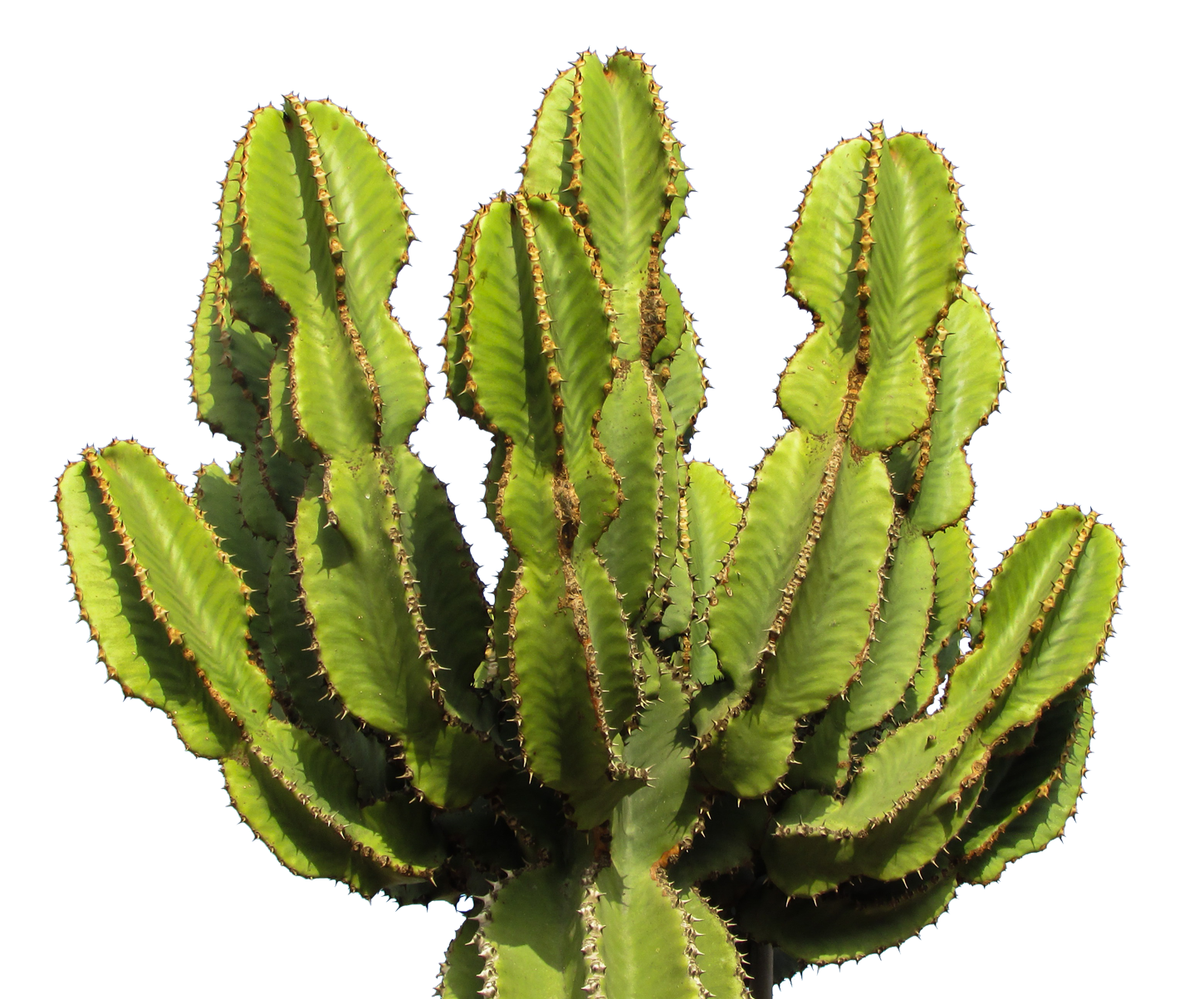 Cactus png image free. Succulent clipart prickly