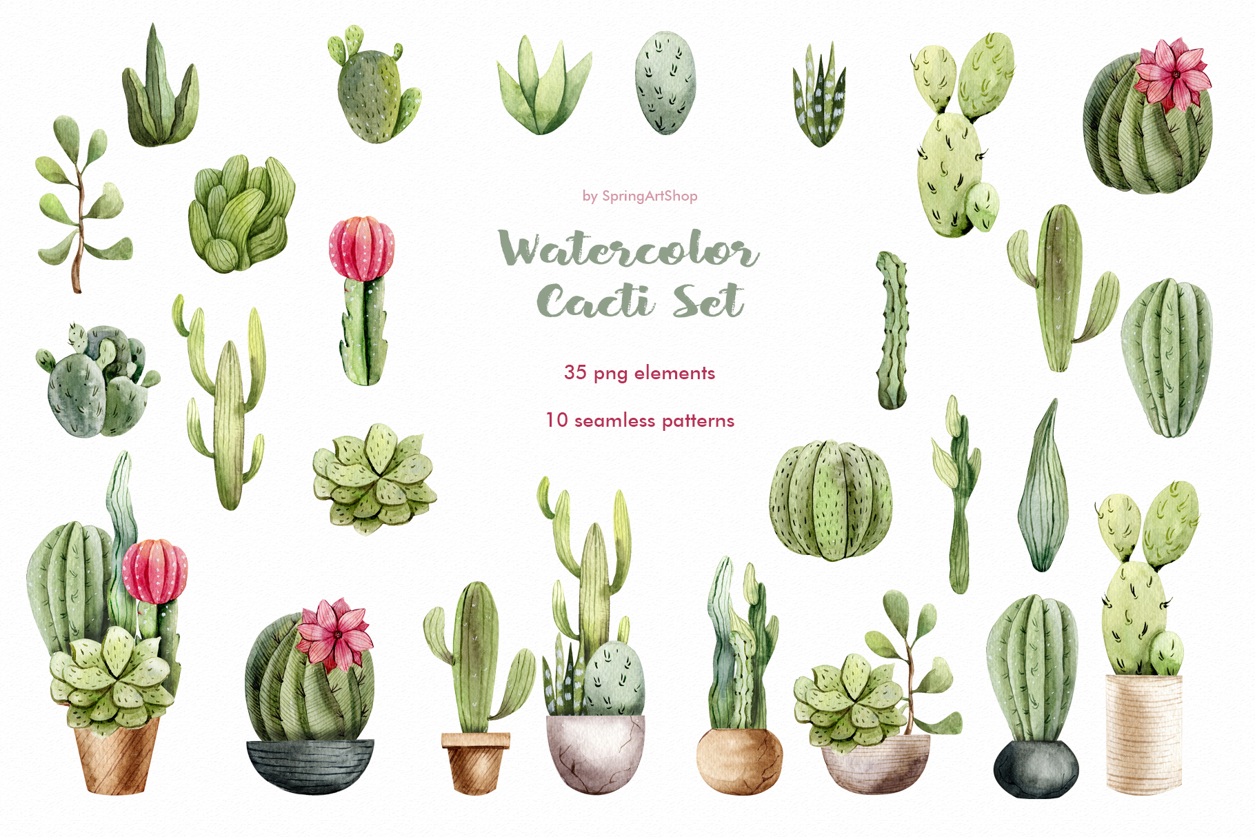 Watercolor cacti plants succulents. Succulent clipart prickly