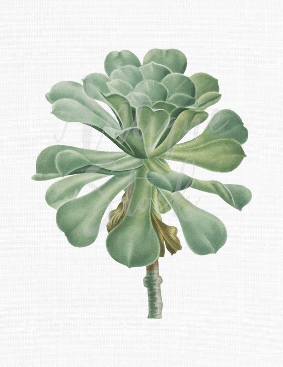 Giant velvet botanical illustration. Succulent clipart rose