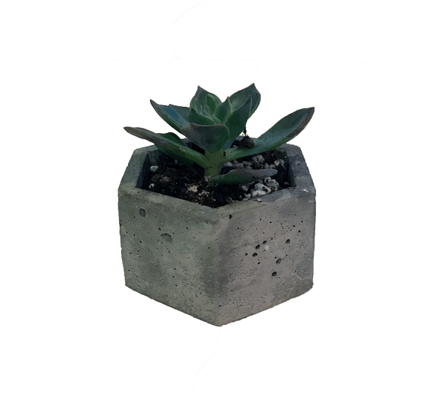 succulent clipart single