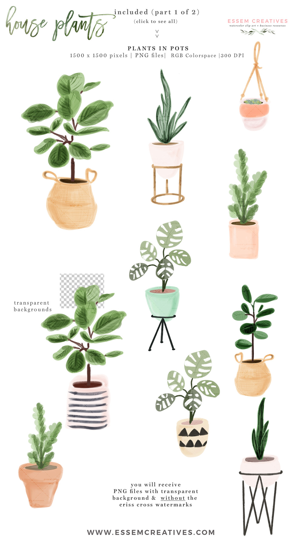 Watercolor house plant clip. Succulent clipart succulent garden