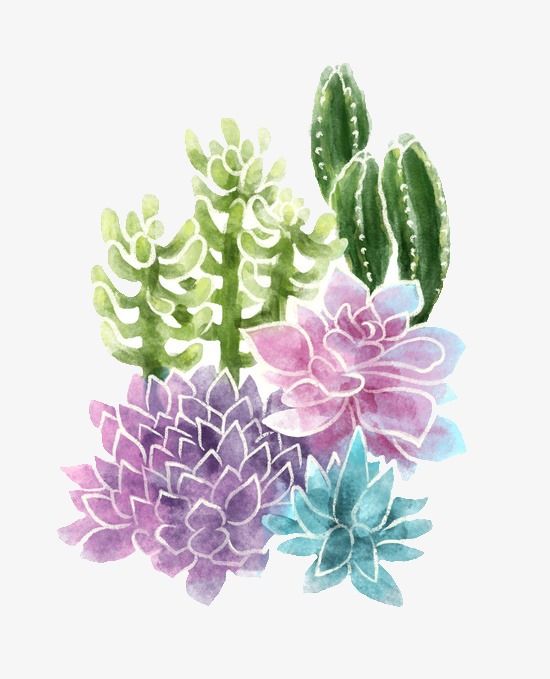 Succulent clipart succulent garden. Cartoon cactus succulents flowers