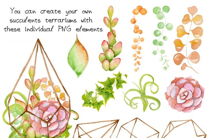 Watercolor succulents and cactus. Succulent clipart succulent terrarium