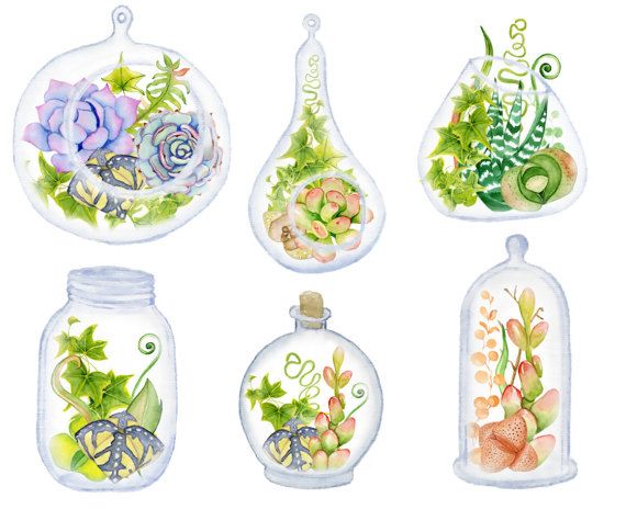 succulent clipart succulent terrarium