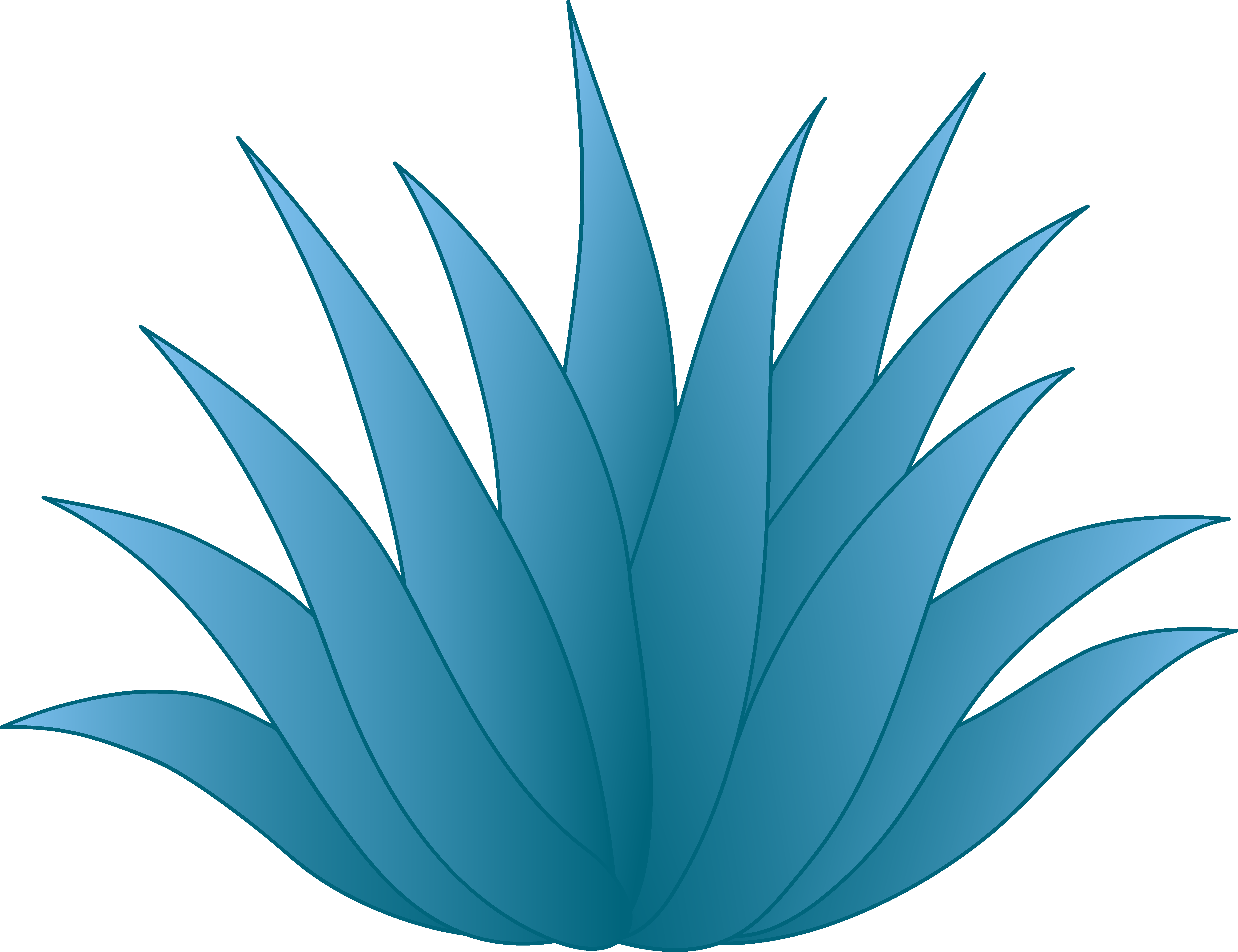 Blue agave plant free. Succulent clipart teal