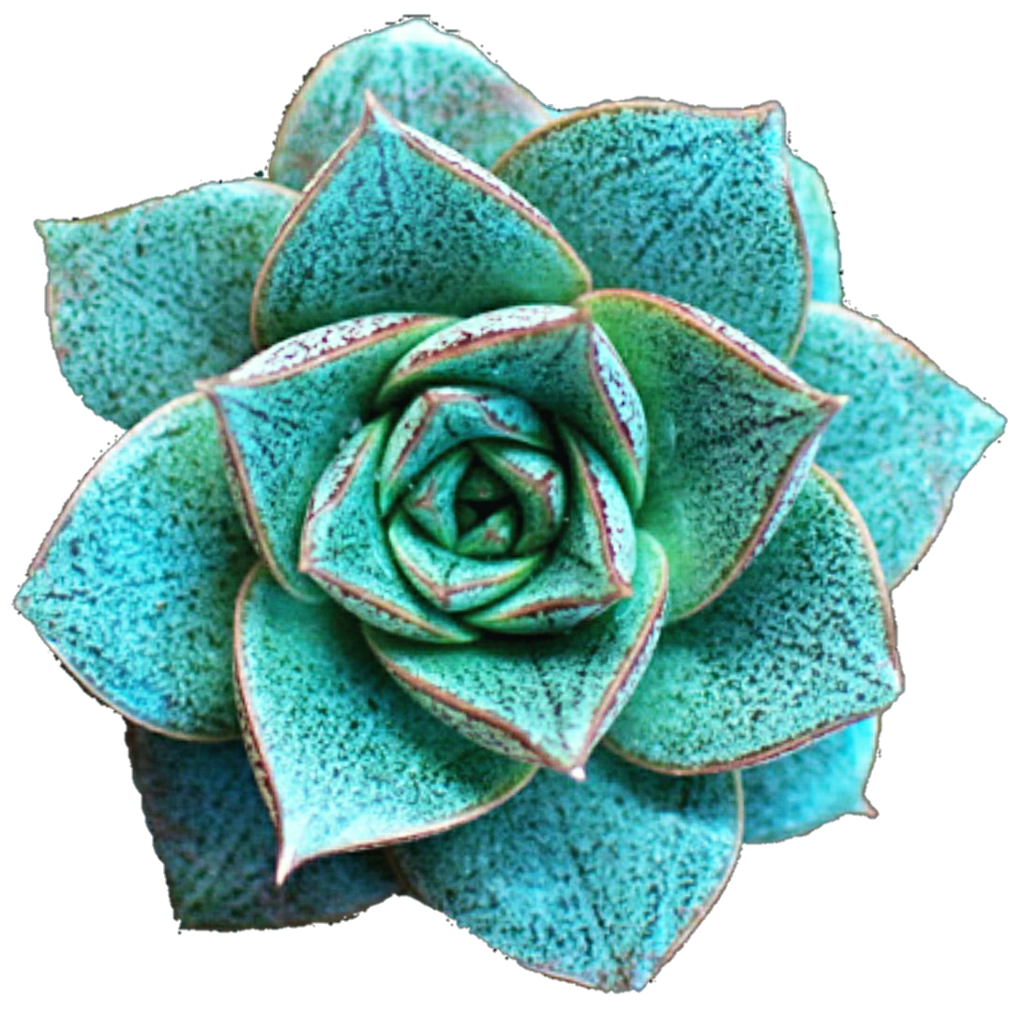 Turquoise rose by jeanicebartzen. Succulent clipart teal
