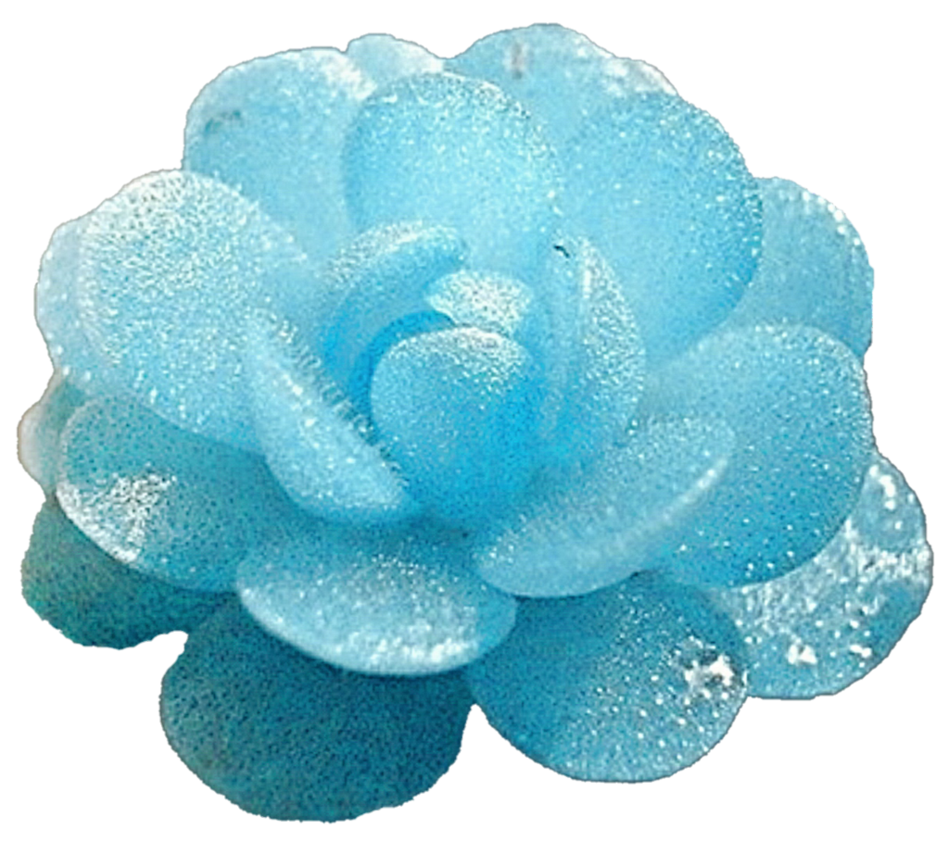Succulent clipart teal. Blue ice by jeanicebartzen