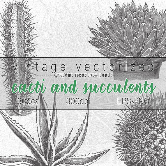 succulent clipart vintage