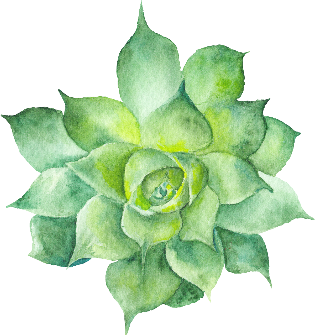 succulent clipart watercolor