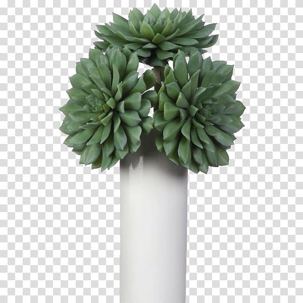 succulent clipart white background