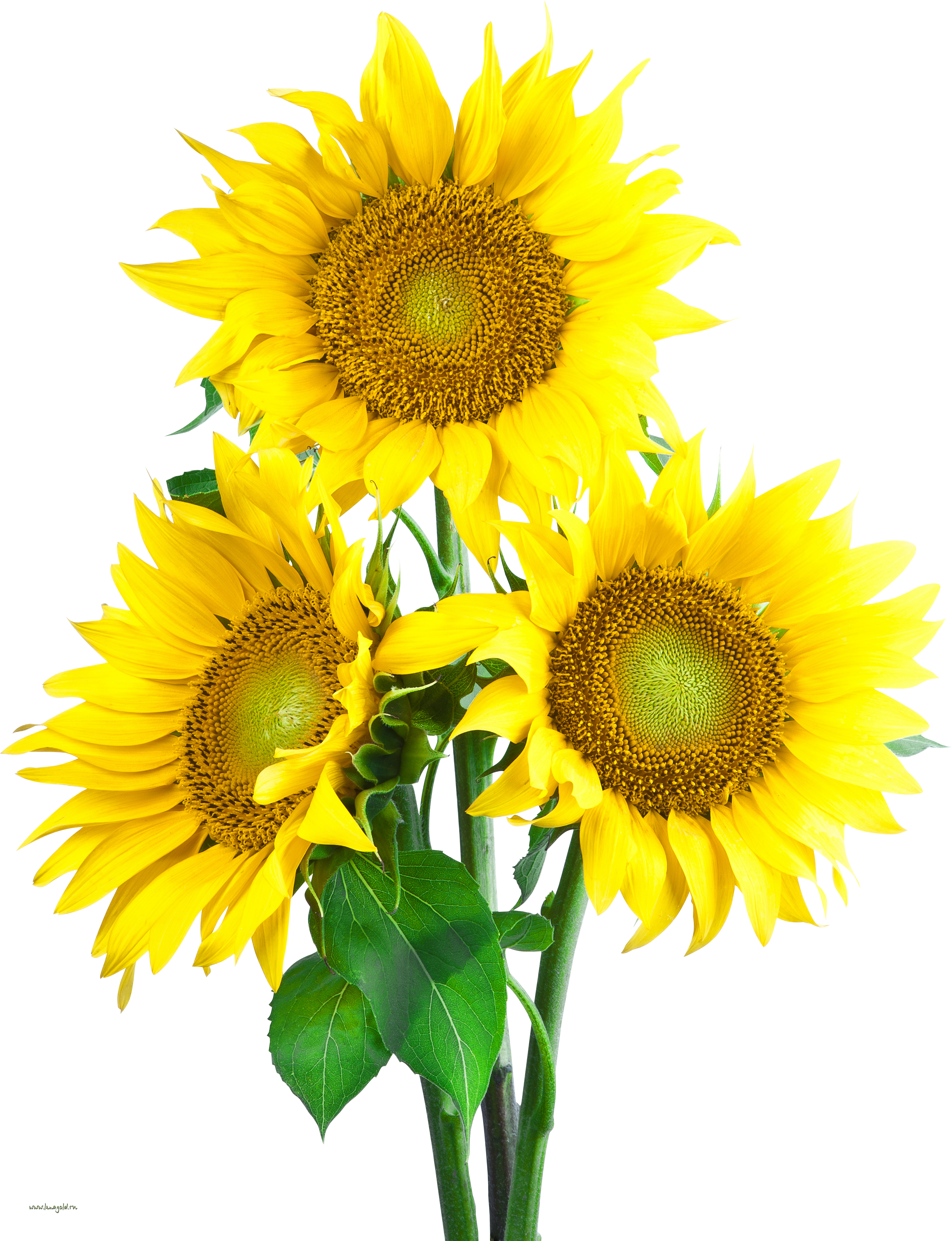 Sunflower images free download. Sun flower png