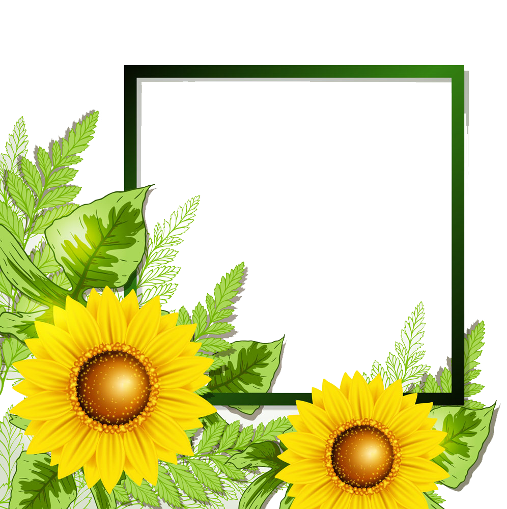 Sunflower border png. Transprent free download seed