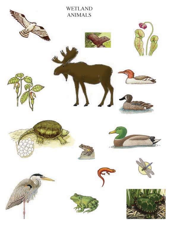 Swamp clipart animal research. Wetland habitat animals use