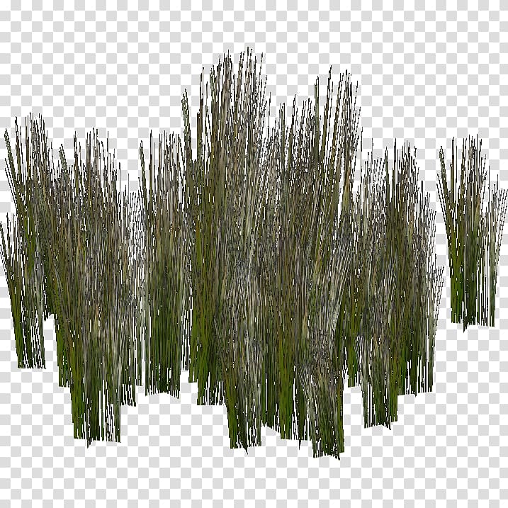 swamp clipart background