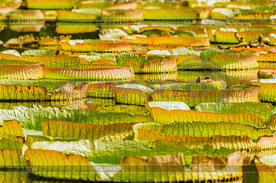 Stock photos and vektor. Swamp clipart corn field
