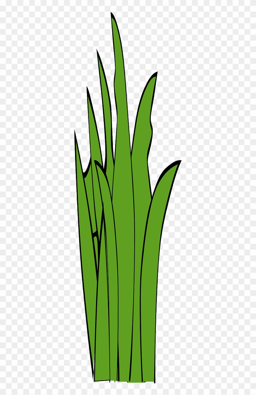 swamp clipart grass root