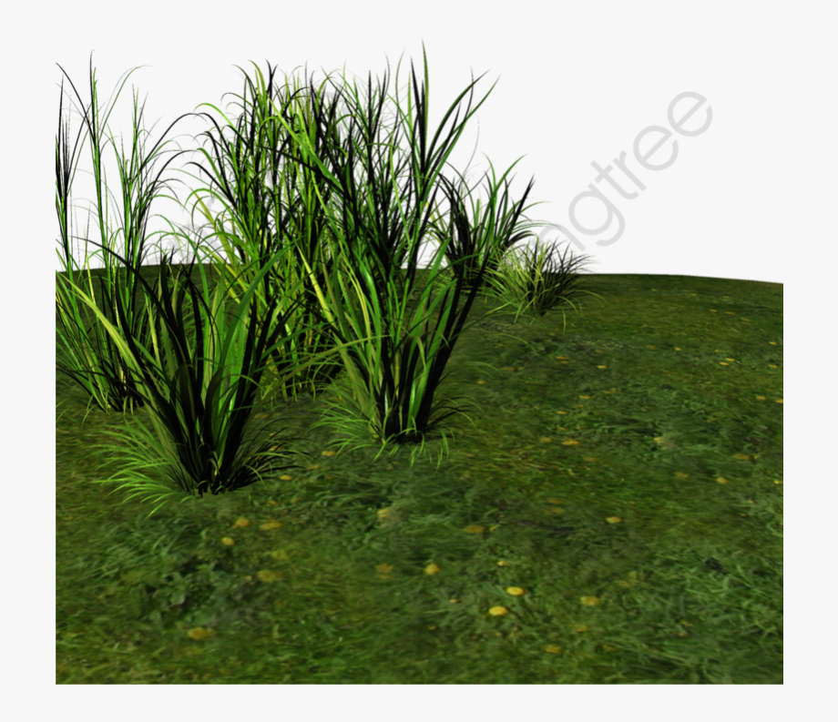 swamp clipart grassland